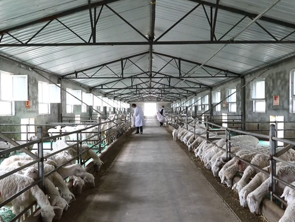 225团津恳牧业肉羊标准化养殖场建设项目